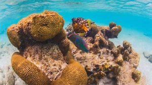 bercario de corais