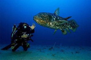 peixe celacanto