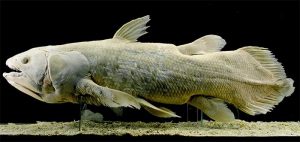 peixe celacanto