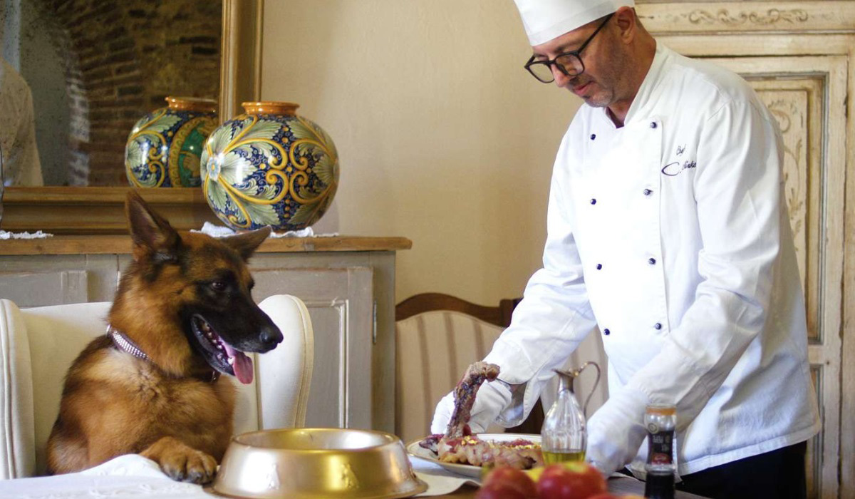 Cão mais rico do mundo, Gunther aguarda a refeição em mesa de luxo, enquanto chef de cozinha segura seu prato