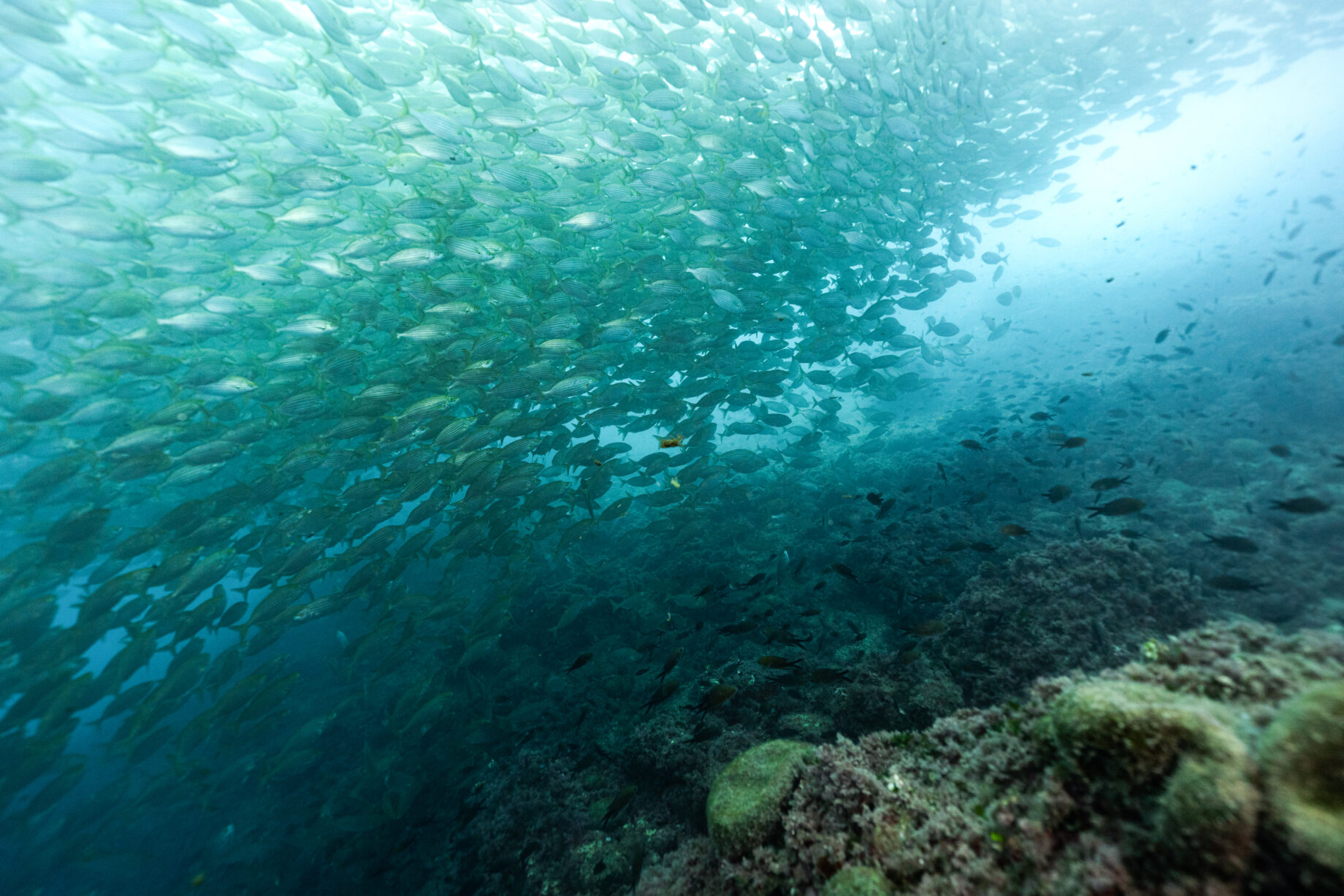 Peixes sargo