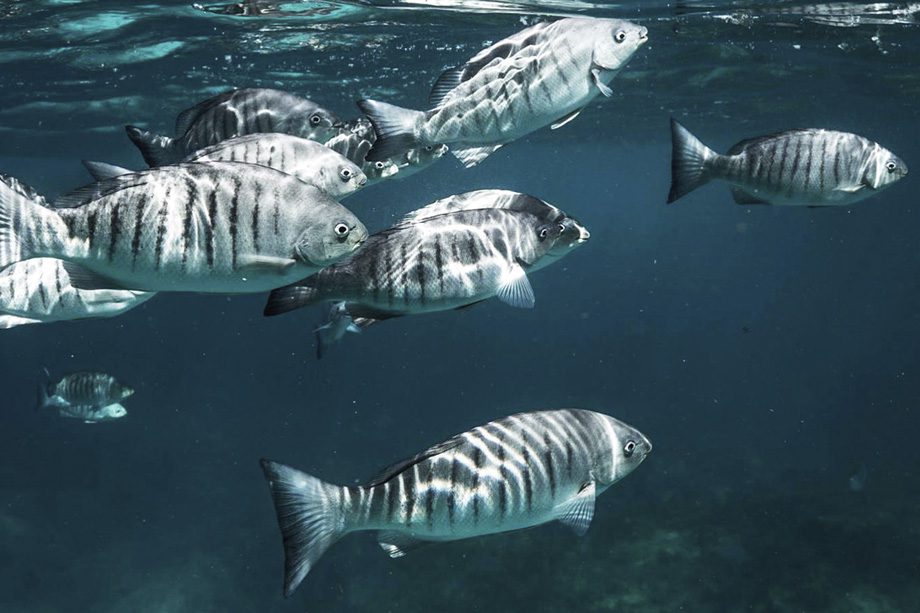 Peixes no oceano