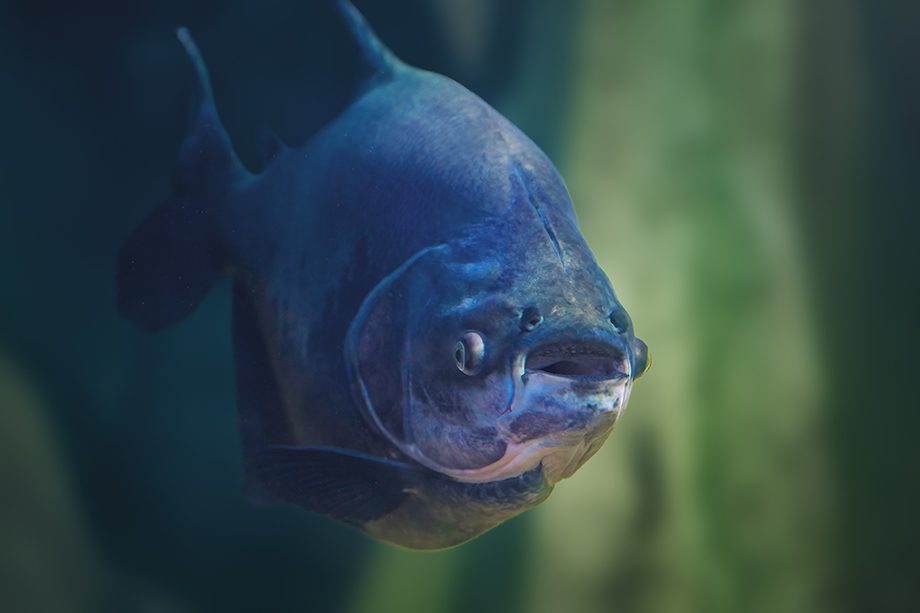 Peixe tambaqui
