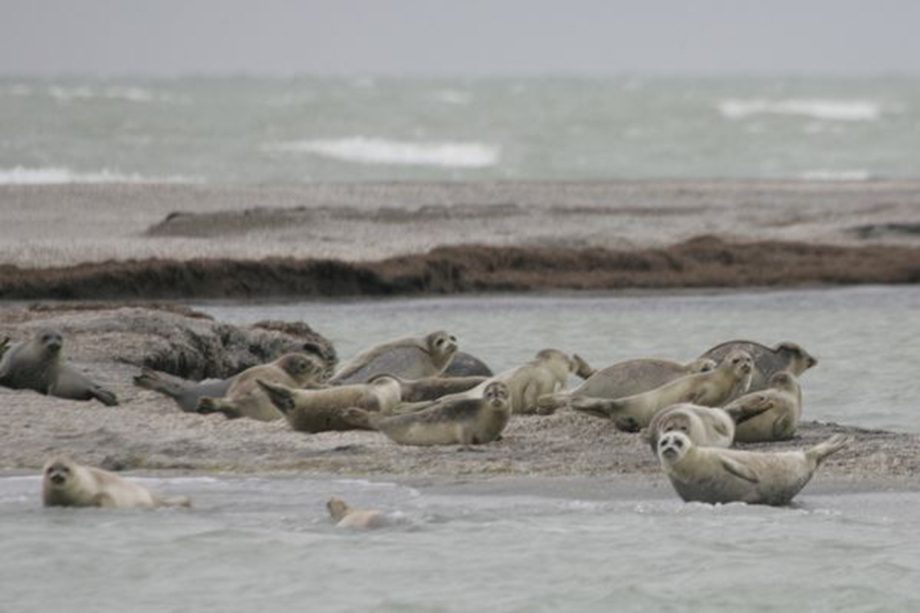 Imagem mostra focas-do-cáspio à beira das águas do habitat natural