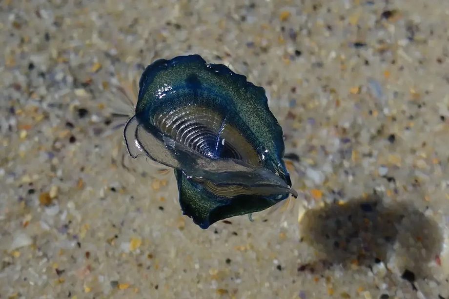 O aparecimento de criaturas Velella Velella no Hemisfério Norte costuma acontecer entre a primavera e o início do verão