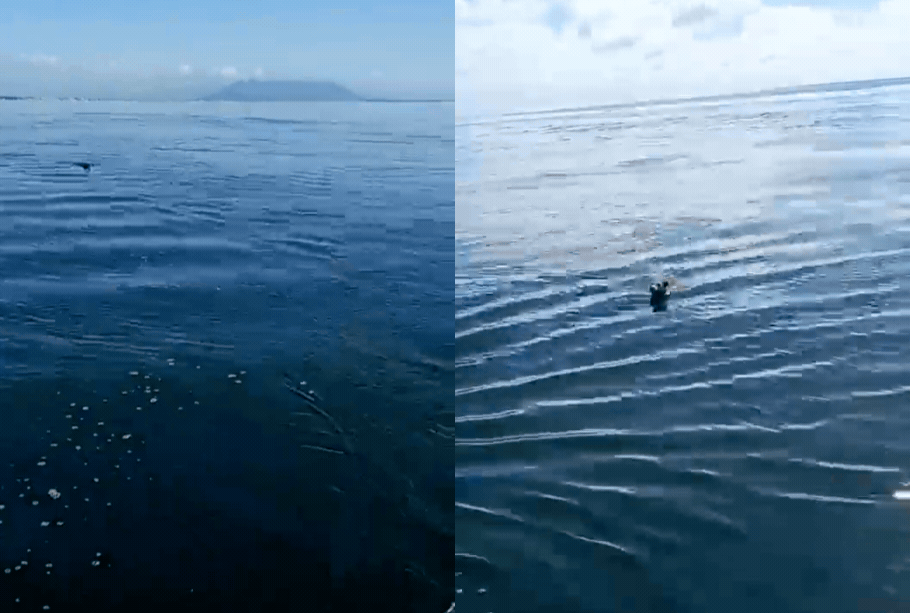 Pescador resgata cadela de 2 anos em mar aberto no RJ; assista